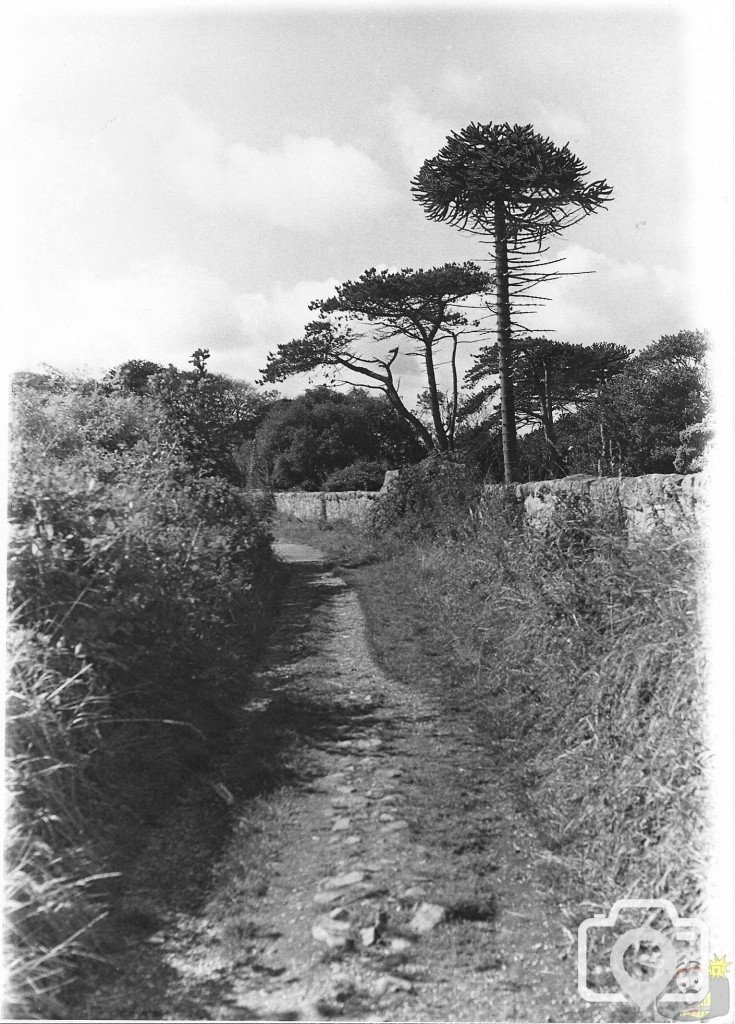 Path between the cemetery and cricket field.