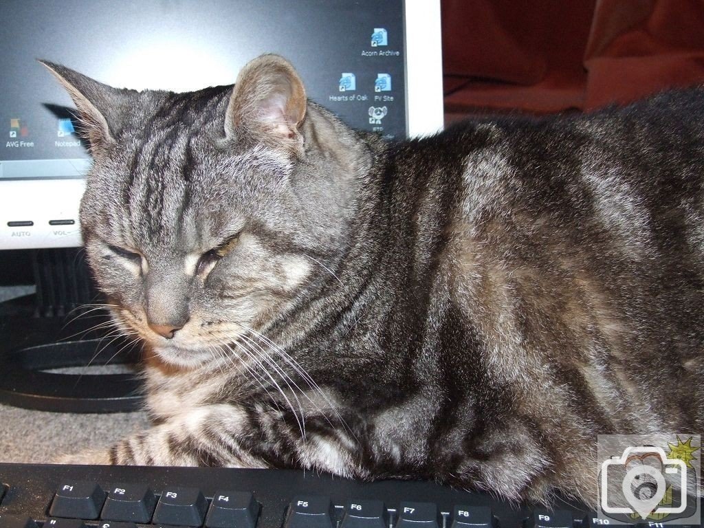 PC cat