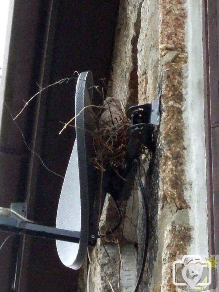 Pigeon makes a home in Bread Street