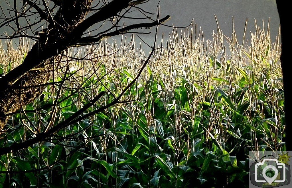 Pleasant View - 12