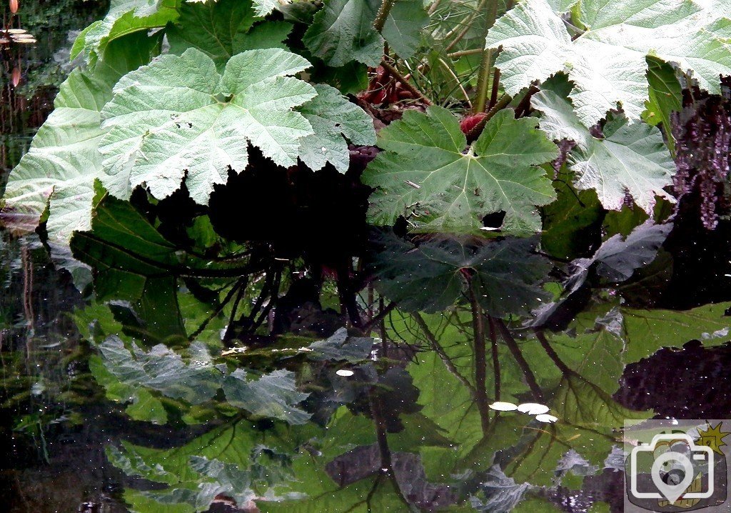 Pond Leaf