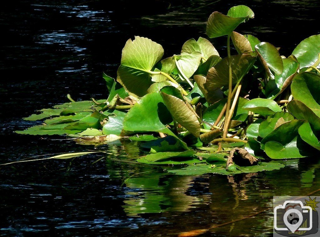 Pond Life