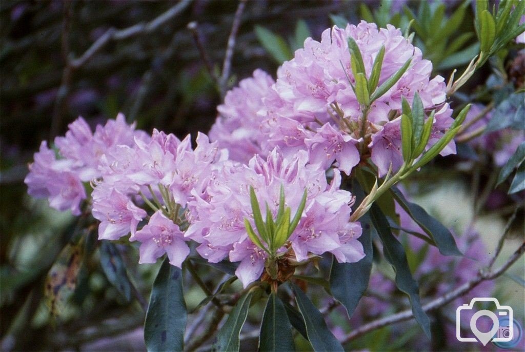 Rhododendron