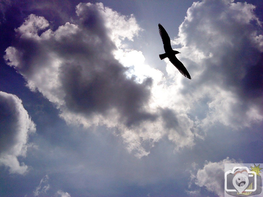 Seagull