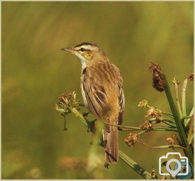 Sedge Warbler