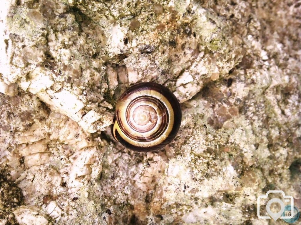 snail trail