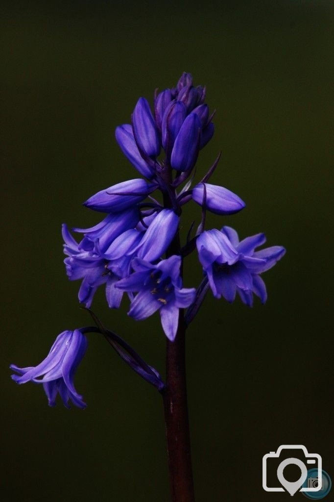 Spanish Bluebell