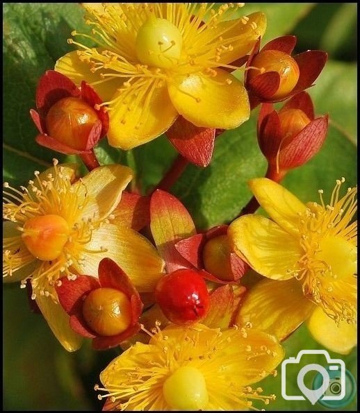 St Johns Wort