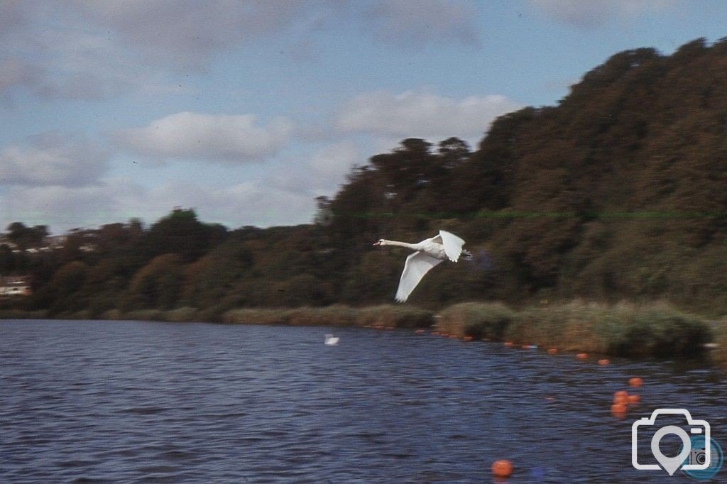 Swanpool