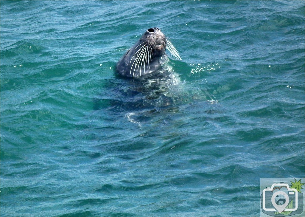 Swim off Battery