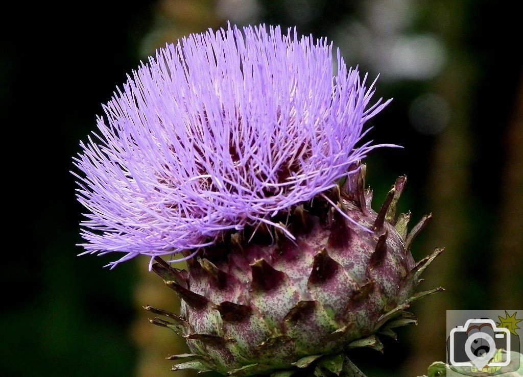 Thistle