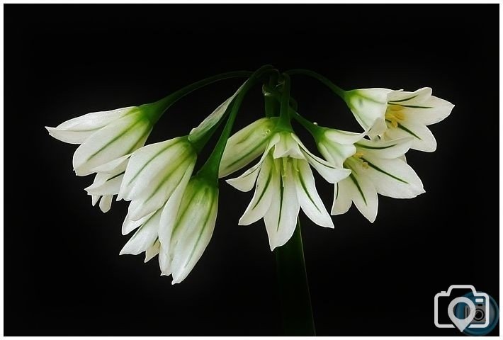 Three Cornered Leek