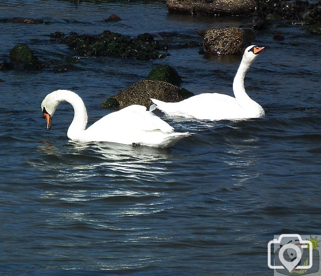 Tolcarne Swans