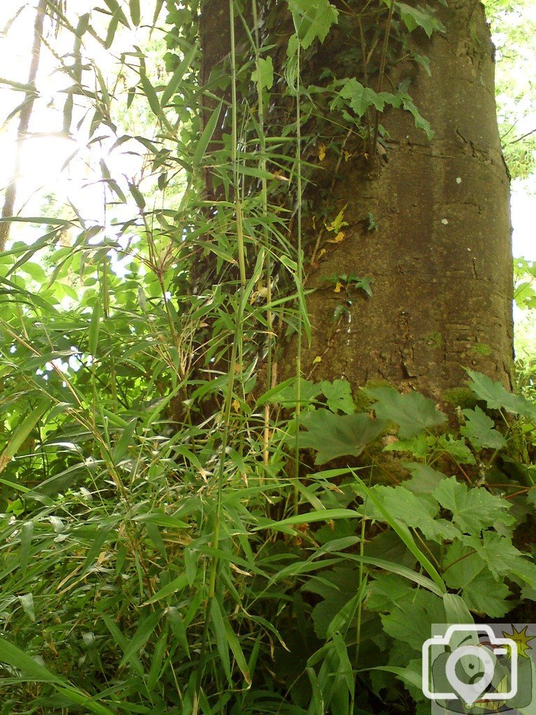 Tree trunk with bamboo