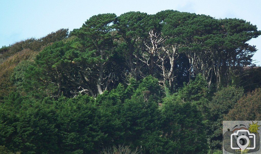 Under Cover Copse
