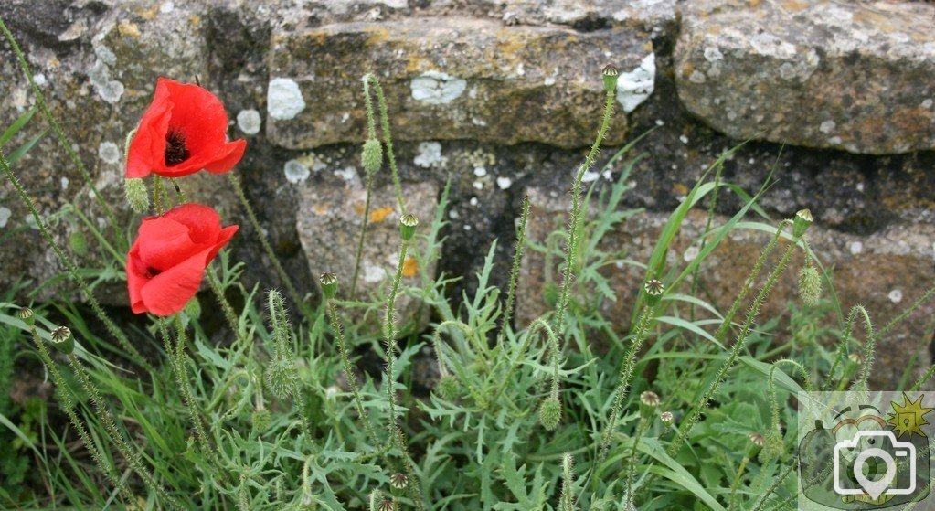 Wayside Poppies