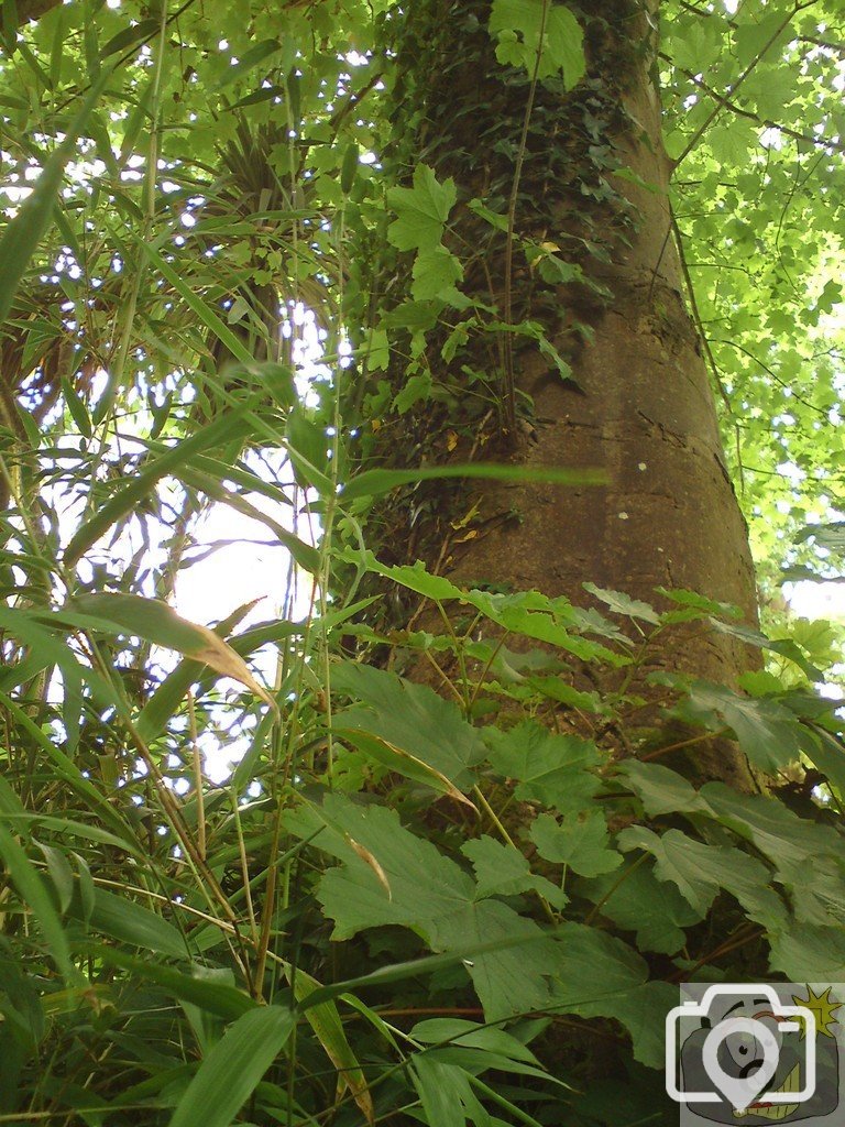 Wild Life that springs up around trees