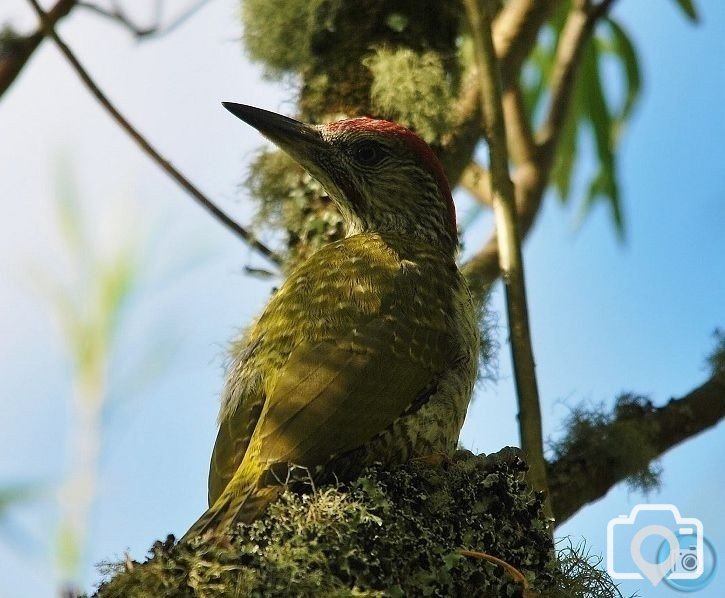 Young Male Green Woodpecker