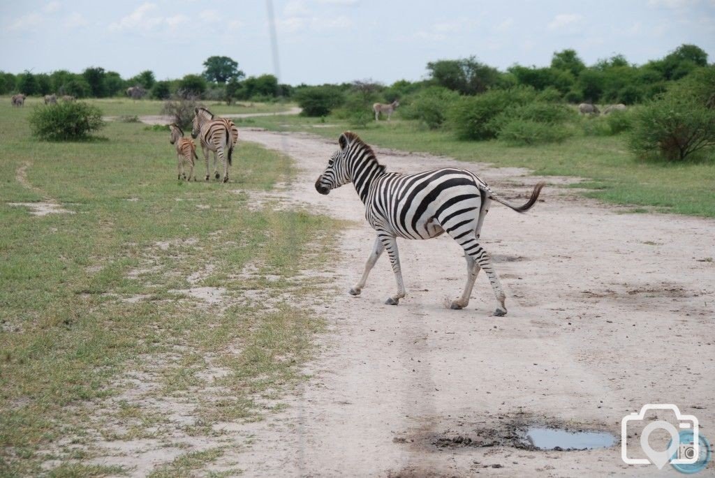 Zebra Crossing!